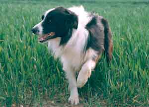 BORDER COLLIES CAN BE OBSESSIVE