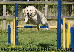 golden retriever