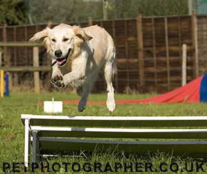 golden retriever