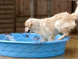 Border Collie and Golden Retriever Toys paddling pools and ponds
