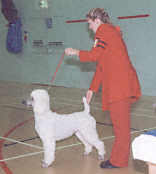 ukdha2001035poodle