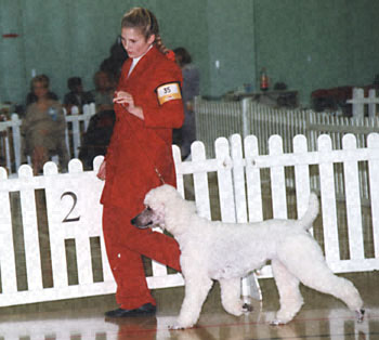 ukdha2001053poodle