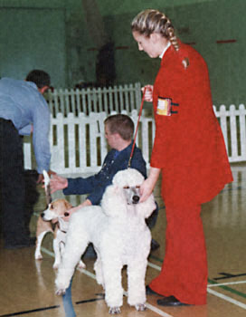 ukdha2001059poodle