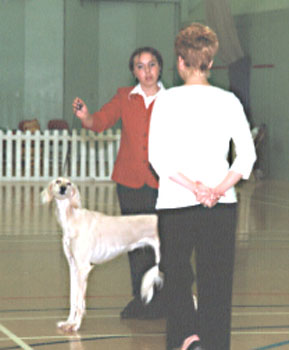 ukdha2001063saluki