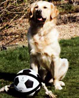 Border Collie and Golden Retriever toys and games, ball games