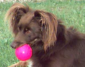 Border Collie and Golden Retriever toys and games, softball