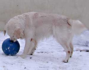 Border Collie and Golden Retriever toys and games, fun with balls